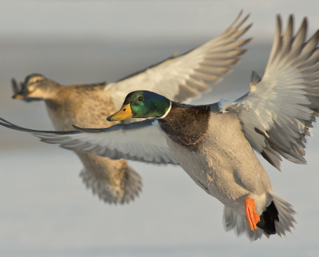 Nordik Mallard