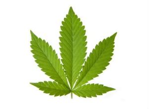Zippo No 46560  Cannabis Leaf