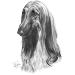 T-shirt med Afghanhund