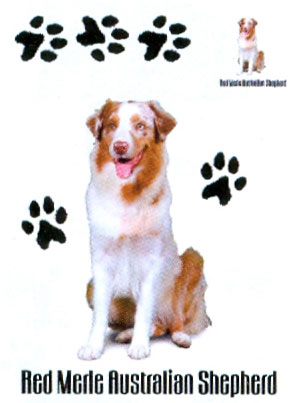 T-shirt med Australian Shepherd