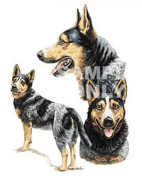 T-shirt i barnstorlek med Australian Cattle Dog