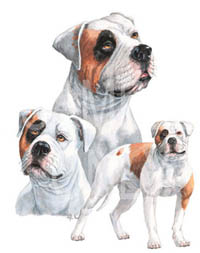 Huvjacka med Amerikansk Bulldog