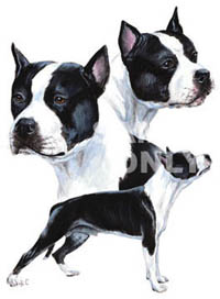 T-shirt i barnstorlek med American Staffordshire