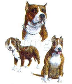 T-shirt med American Pit Bull Terrier