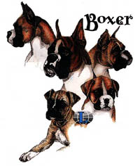 T-shirt med Boxer