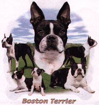 T-shirt med Bostonterrier
