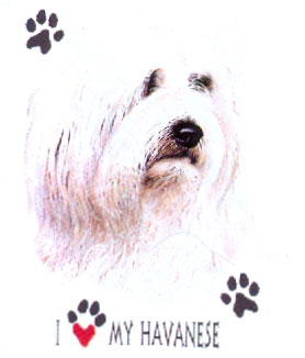 Collegetröja med Bichon Havanais