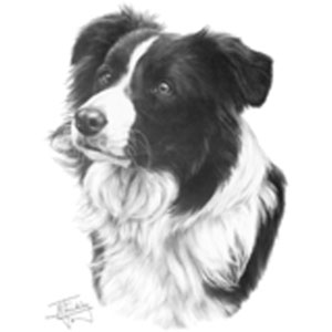 T-shirt med Border Collie