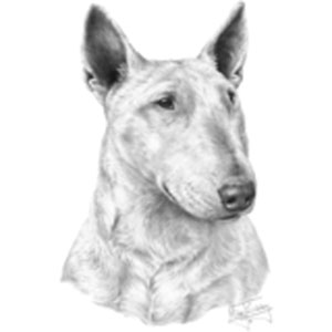 T-shirt med Bullterrier