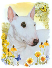 T-shirt med Bullterrier