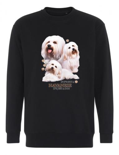 Collegetröja med Bichon Havanais