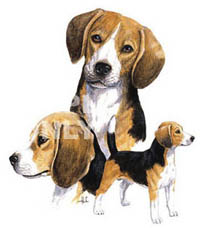 T-shirt i barnstorlek med Beagle