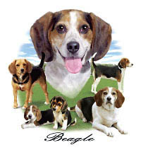 T-shirt med Beagle