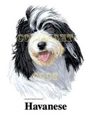 T-shirt med Bichon Havanais