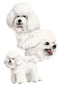 T-shirt med Bichon Frisé