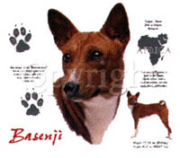T-shirt med Basenji
