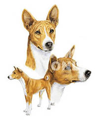 Huvjacka med Basenji