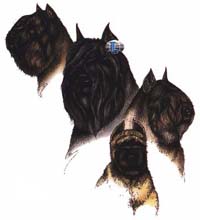 Collegetröja med Bouvier des Flandres