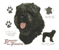 Collegetröja med Bouvier des Flandres