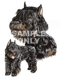 Collegetröja med Bouvier des Flandres