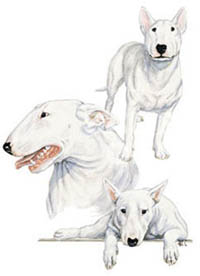 T-shirt med Bullterrier