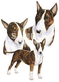 T-shirt med Bullterrier