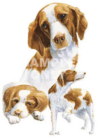 Collegetröja med Breton