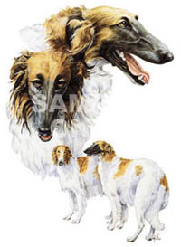 T-shirt i barnstorlek med Borzoi