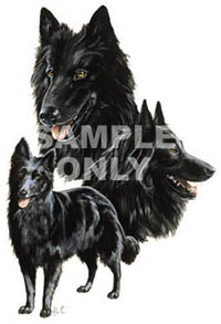 T-shirt med Groenendael