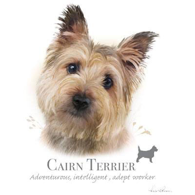 Collegetröja med Cairnterrier