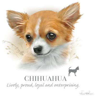 Collegetröja med Chihuahua
