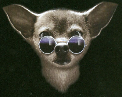 Collegetröja med Chihuahua