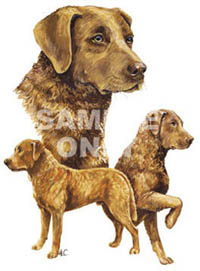 T-shirt med Chesapeake Bay Retriever