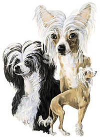 Mini-T-shirt med Chinese Crested