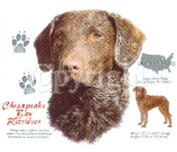 T-shirt med Chesapeake Bay Retriever