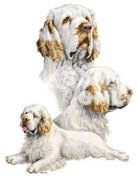 T-shirt i barnstorlek med Clumber Spaniel