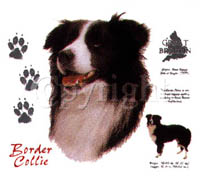 T-shirt med Border Collie