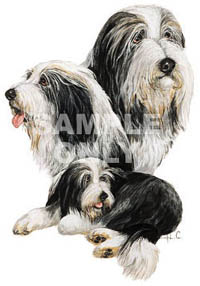 T-shirt i barnstorlek med Bearded Collie