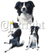T-shirt med Border Collie