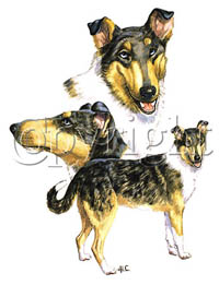 T-shirt med Korthårig Collie