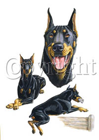 T-shirt med Dobermann