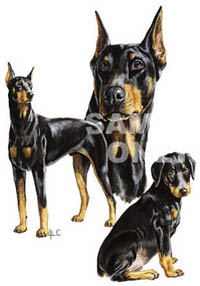 T-shirt med Dobermann