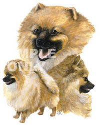 T-shirt i barnstorlek med Pomeranian (Dvärgspets)