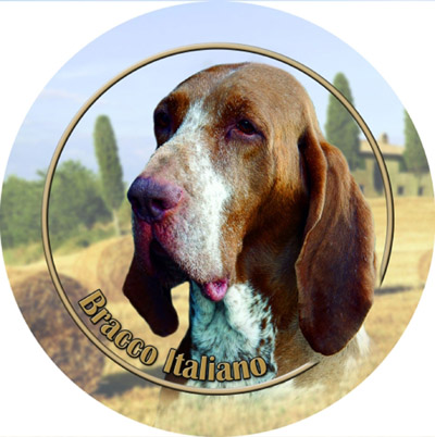 Dekal med Bracco Italiano