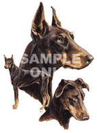 T-shirt i barnstorlek med Dobermann