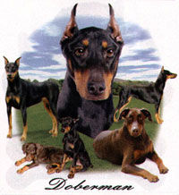 T-shirt med Dobermann