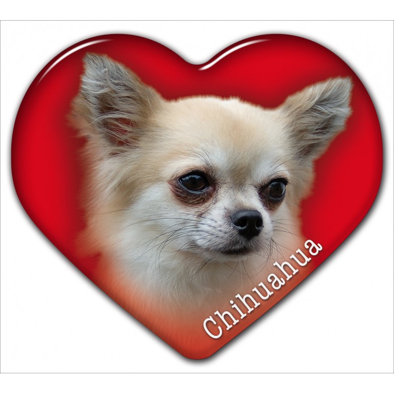Dekal med Chihuahua