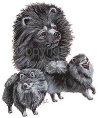 T-shirt med Pomeranian (Dvärgspets)