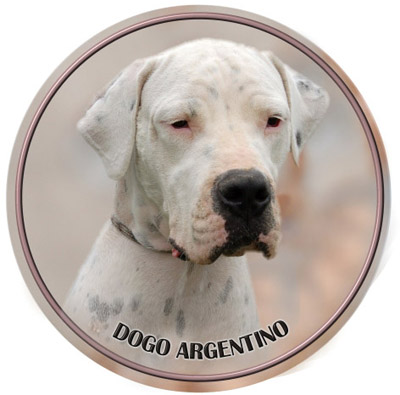 Dekal med Dogo Argentino