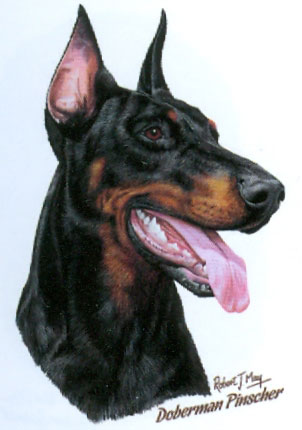 Collegetröja med Dobermann